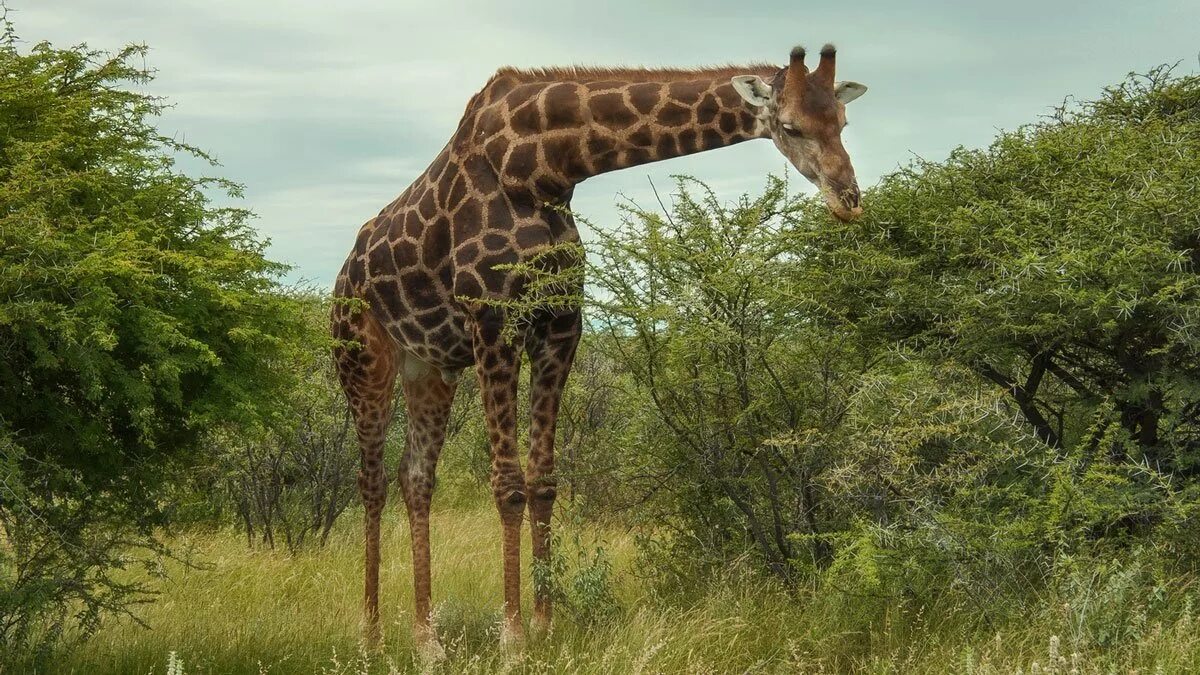 Я вижу твоего жирафа. Африканская Саванна Жирафы. Ареал Жирафов Африка. Жираф фото. Красивый Жираф.