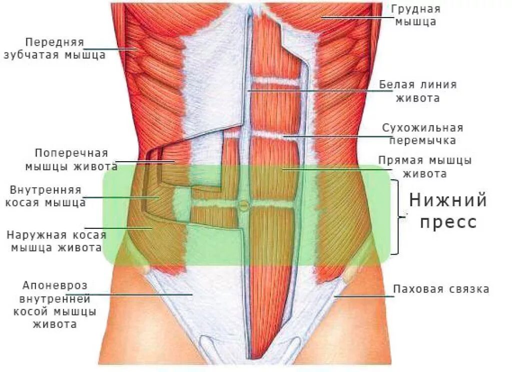 Где находится вправо. Мышцы живота анатомия. Сухожильные перемычки прямой мышцы живота. Сухожилия прямой мышцы живота. Брюшные мышцы живота анатомия.