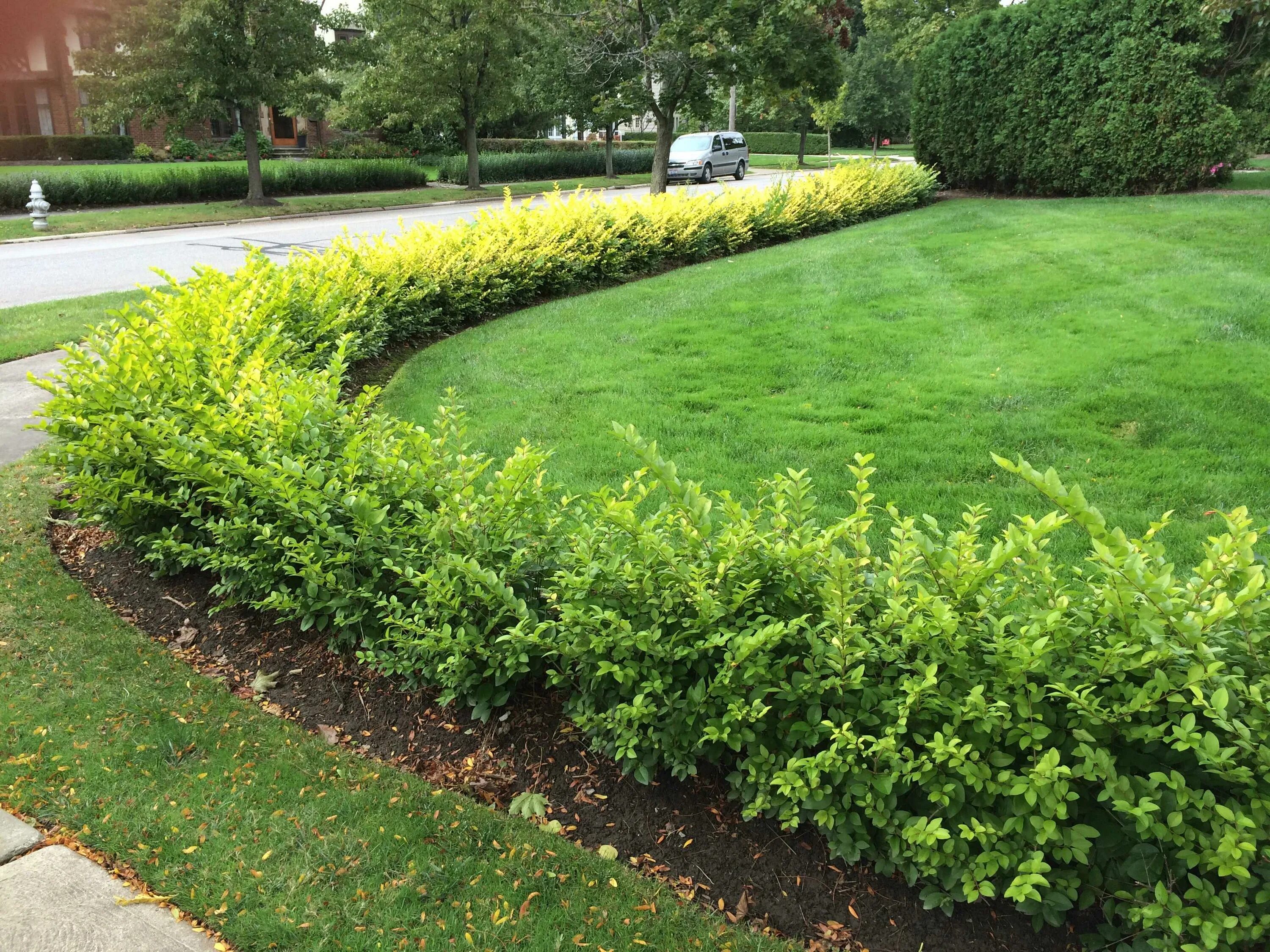 Buxus sempervirens изгородь. Невысокие бордюры. Самшит живая изгородь. Невысокие бордюры. Лапчатка кустарниковая бордюр.