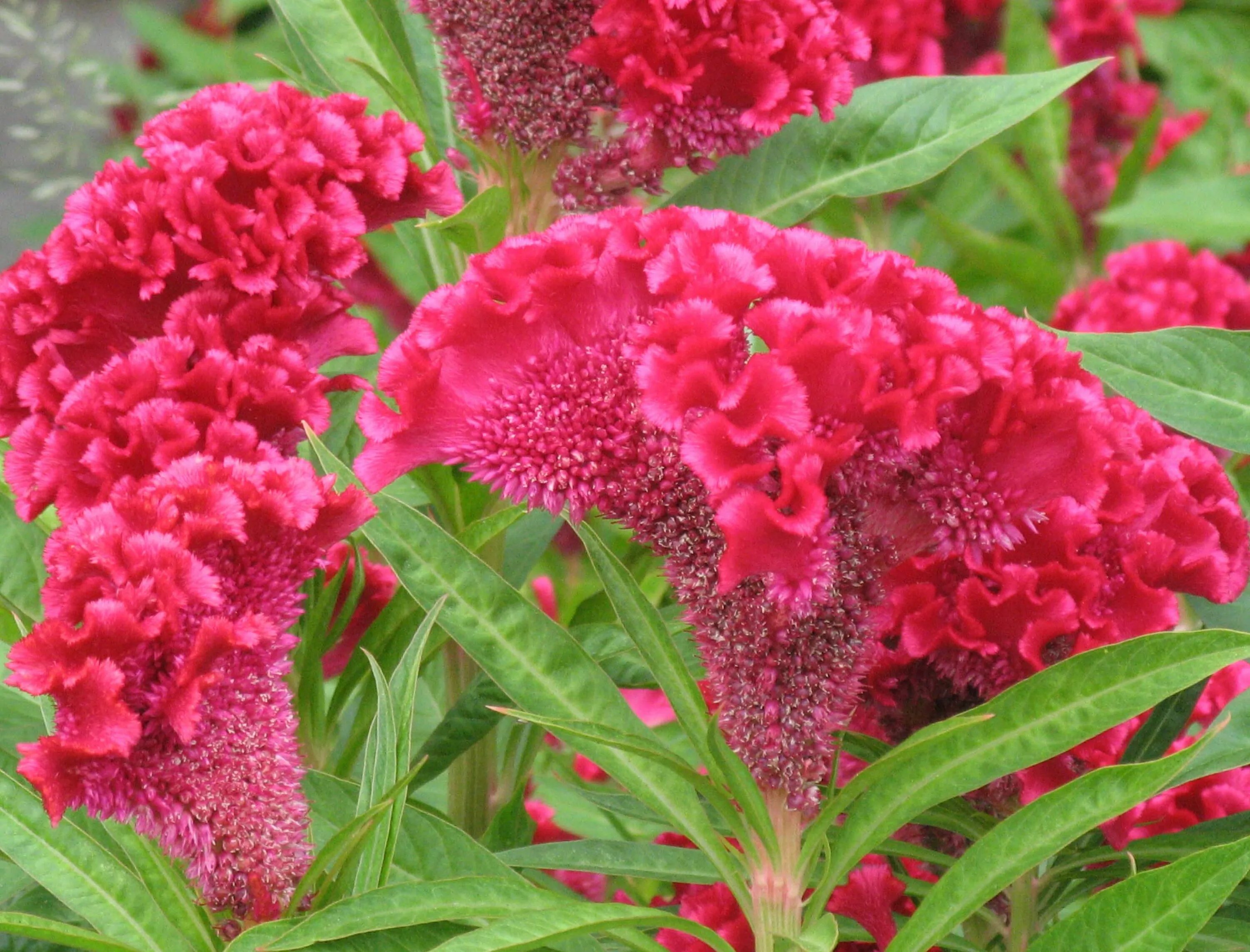 Bonsai 500pcs Cockscomb Flower flores(Celosia ) DIY gift flower plantas flowers 