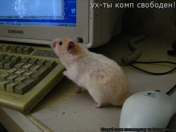 Ваш компьютер свободен. Мышь тут. Здесь мышь. Офисная мышь Мем. Мышам. Не место.