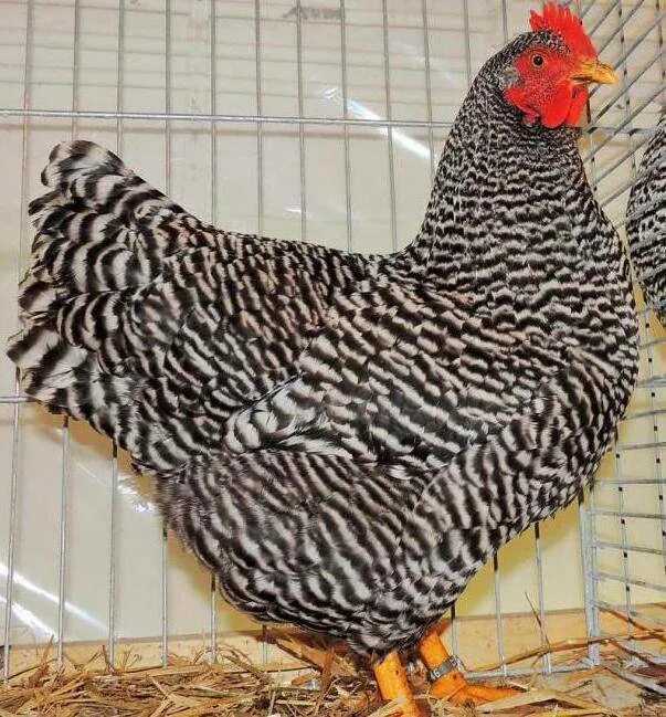Описание кур амрокс