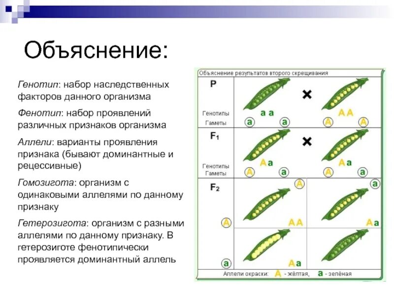 Кто имеет одинаковый набор генов. Рецессивный аллель. Рецессивные аллели проявляются фенотипически. Доминантный аллель это. Основные понятия генетики:ген генотип фенотип гомозигота.