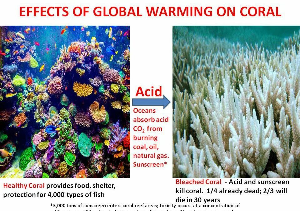 Effects of global warming. Consequences of Global warming. Coral Global. Атлантический океан коралловые рифы на карте.