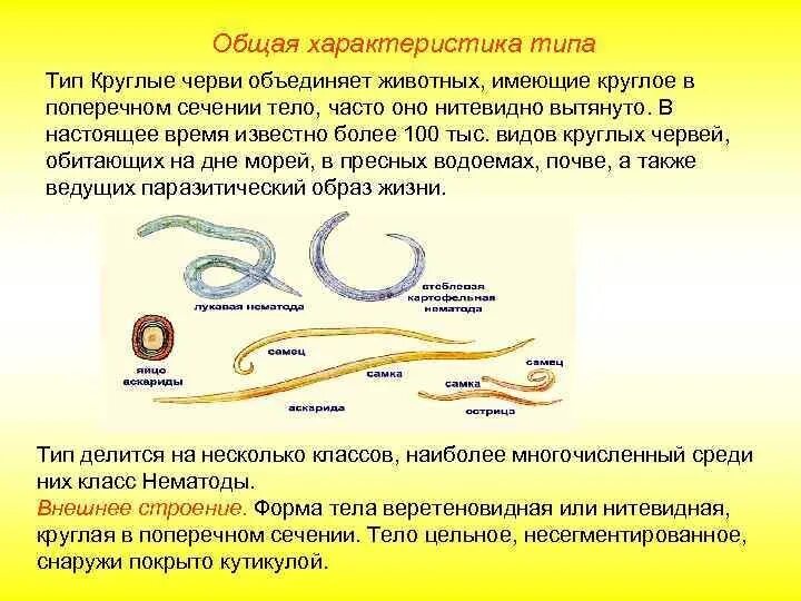 Дайте характеристику круглые черви. Тип круглые черви 8 класс биология. Круглые черви 7 класс биология. Таблица Тип круглые черви нематоды. Общее строение круглых червей 7 класс.