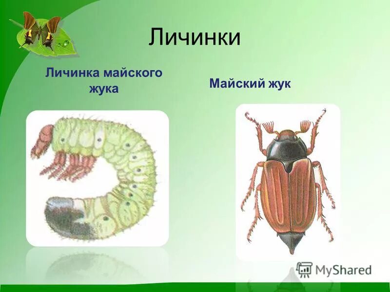 Майский жук. Число ног у майского жука. Внешнее и внутреннее строение майского жука. Число ног у майского жука. Внутреннее строение насекомых майский жук.