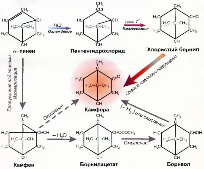 Синтез камфоры из борнилацетата. Камфора структура. Химическая структура камфора. Схема синтеза камфоры.