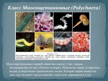 Сравнение круглых и кольчатых