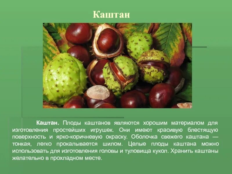 Каштан (плоды). Сообщение про каштан. Каштан презентация. Каштан дерево описание. Почему каштановый