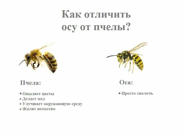 Различия пчел. Оса и пчела различия. Чем отличается Оса от пчелы. Как отличить осу от пчелы. Отличие пчел от ОС.