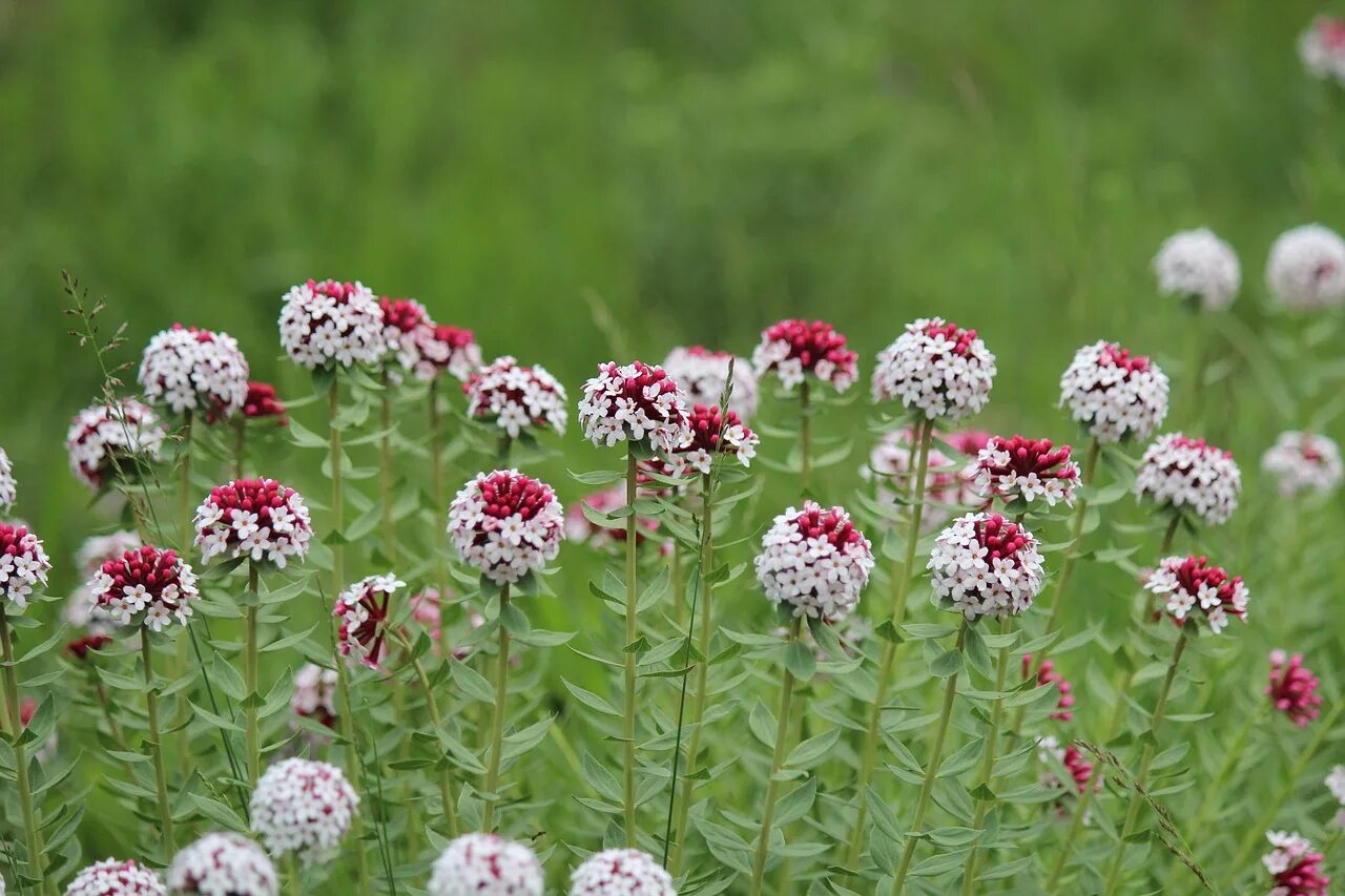 Poisonous flower. Фуопсис (Крестовница). Фуопсис многолетник. Фуопсис семена. Фуопсис длинностолбиковый.