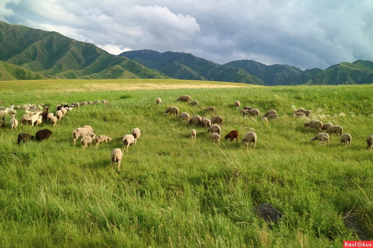 хакасы скотоводство. пастбища казахстана. восстановленные пастбища. пастбища в казахстане. адырные пастбища узбекистана.