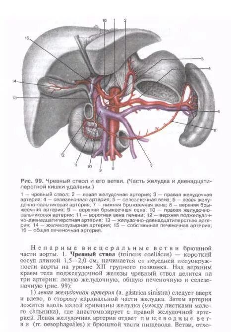 Чревный ствол топографическая анатомия. Артерия и чревный ствол анатомия. Ветви чревного ствола анатомия. Чревный ствол: топография, ветви.