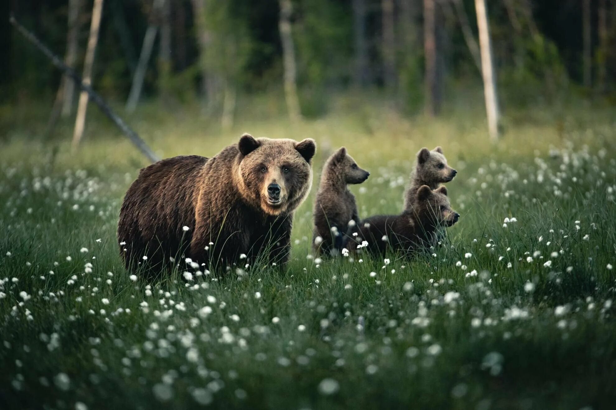 Make the bear