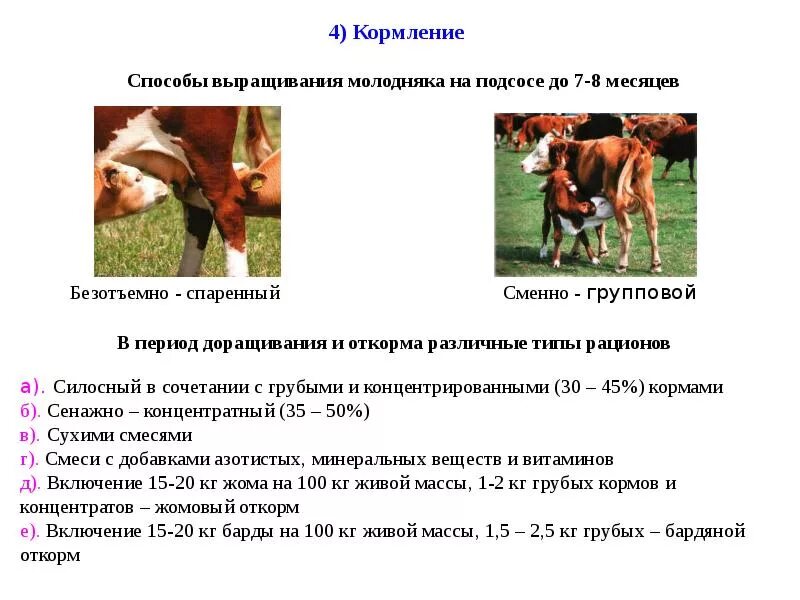 Условия кормления и содержания. Рацион кормления коров первотелок. основные принципы кормления крупного рогатого скота. рацион крс дойных коров. откорм молодняка крупного рогатого скота.