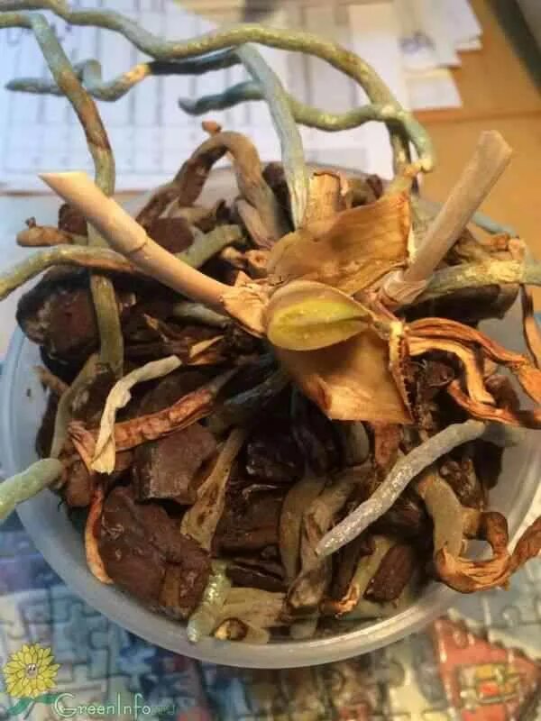 Фаленопсис желтеют листья. Орхидея фаленопсис листья. Орхидея опали листья. Почему у орхидеи опадают бутоны нераспустившиеся причины. Фаленопсис сбрасывает листья.