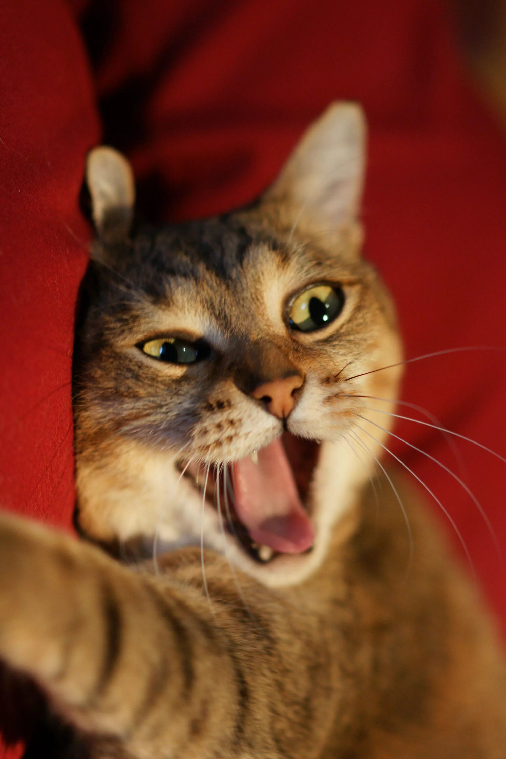Кошка с открытым ртом. Коты с открытыми ртами. Смешной котик с открытым ртом. Кот открывает рот.