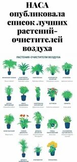 Наши зеленые друзья очищают воздух