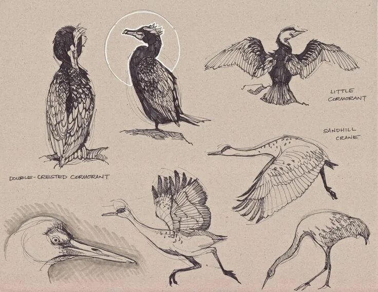 Референсы птиц. Наброски птиц карандашом. Птицы туториал. Птицы туториал. Позы птиц.
