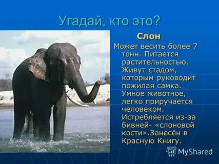 Окружающий мир 1 класс слоны