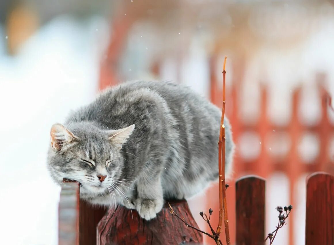 Кот васька сидит около забора. Кот на заборе. коты на заборе. кошка сидит на заборе. обои на рабочий стол зима кошки.