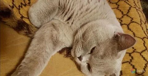 Коты после вязки