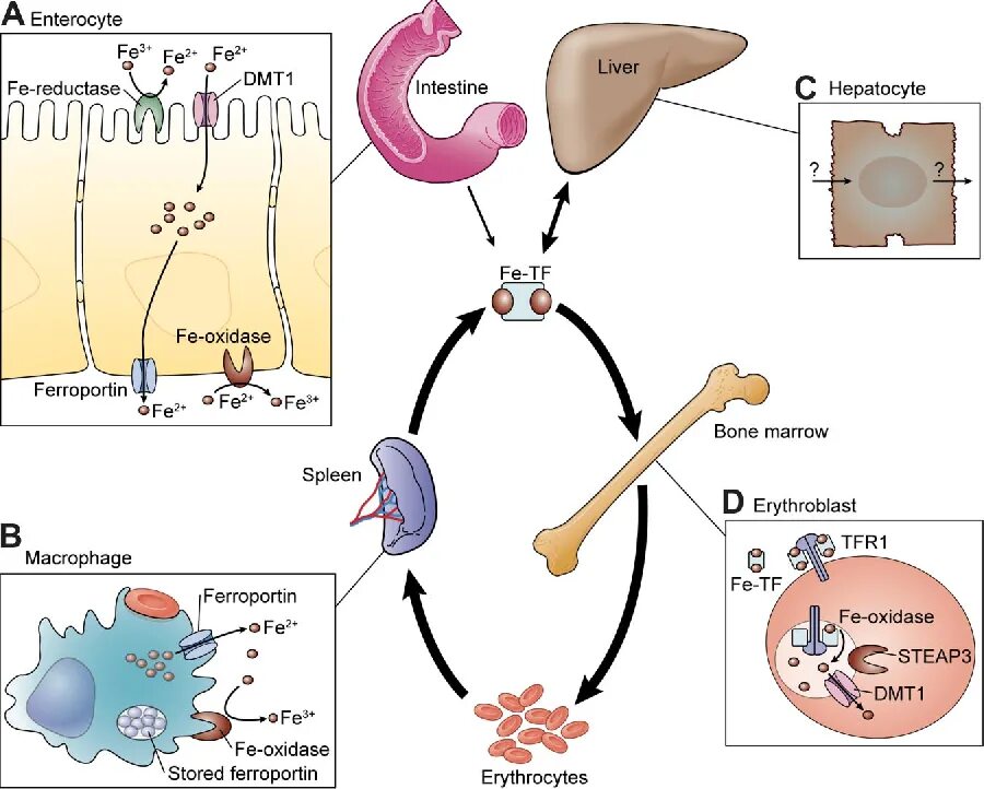 Обмен железа в печени. Этапы метаболизма железа в организме биохимия. Гепсидин ферропортин. Схема метаболизма железа в организме. Транспорт железа в организме.