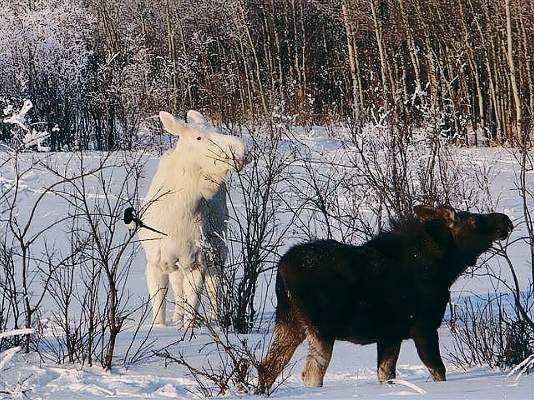 Зимой в декабрьскую стужу лосиха с лосенком. Лось альбинос. Лось Косач. Лось зимой.