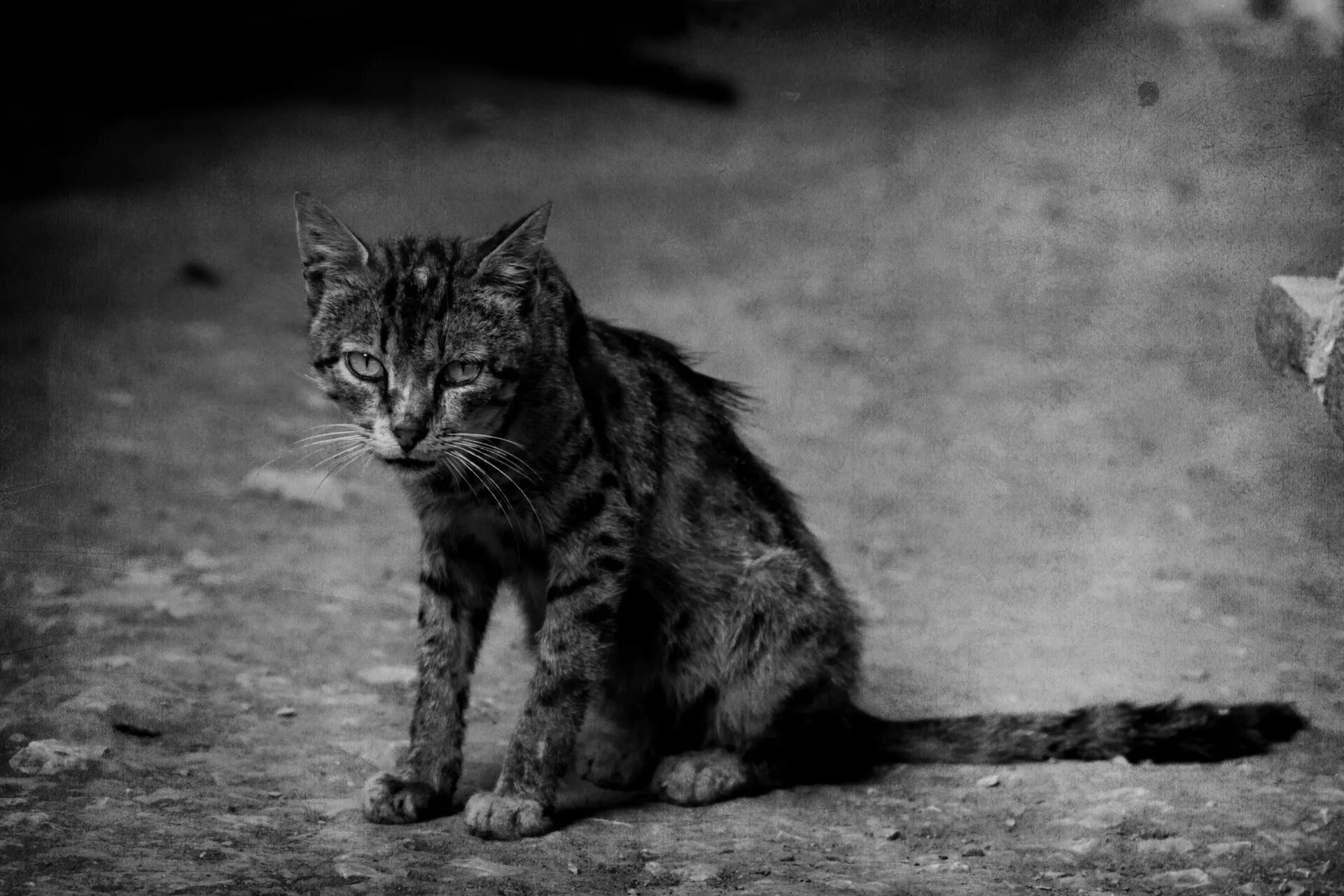 Это был просто уродливый кот микротема 2. Бездомный кот. Уличные коты. Дворовый кот.