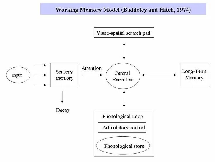 Can of memory. Модель памяти бэддели. working memories. baddeley working memory. модель рабочей памяти бэддели и хитча.