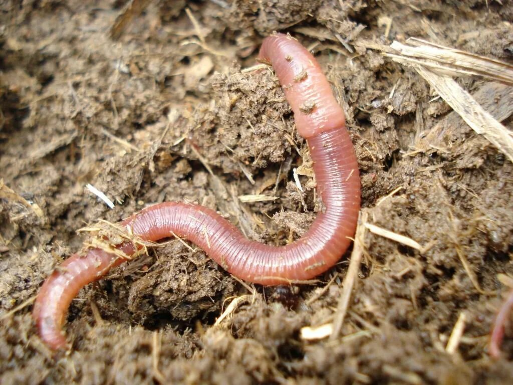 Дождевой червь обитатель. Обыкновенный дождевой червь. Малощетинковые черви личинка. Малощетинковые дождевой червь.