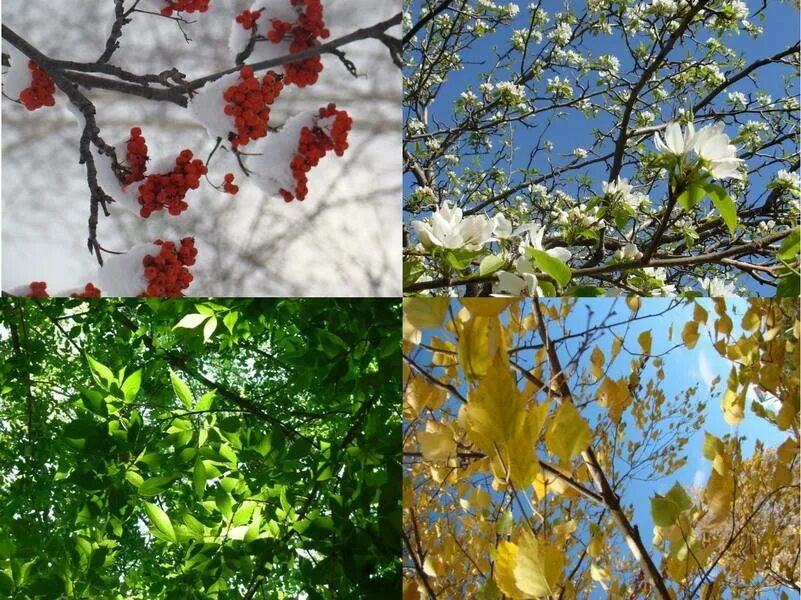 Время года лето изменения в жизни растений. Времена года. Времена года картинки. Пейзаж в Разное время года.