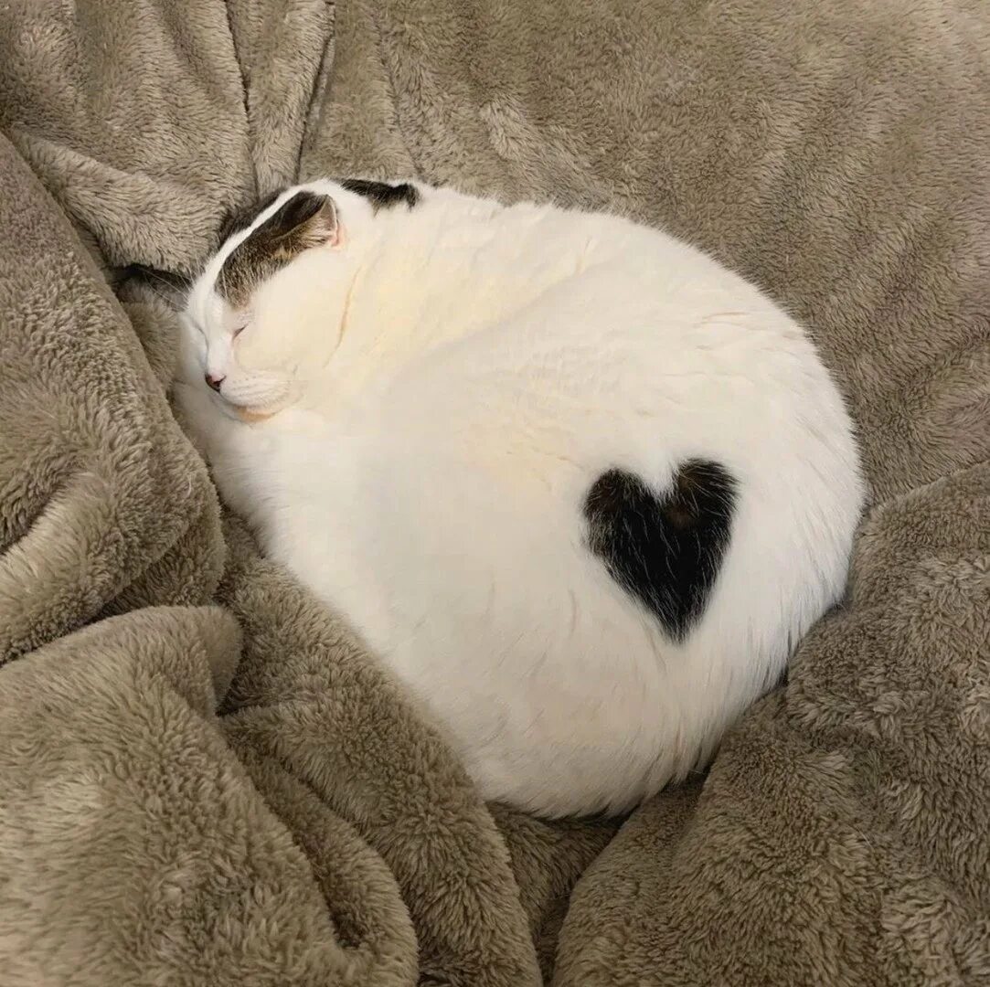 Сердечные коты