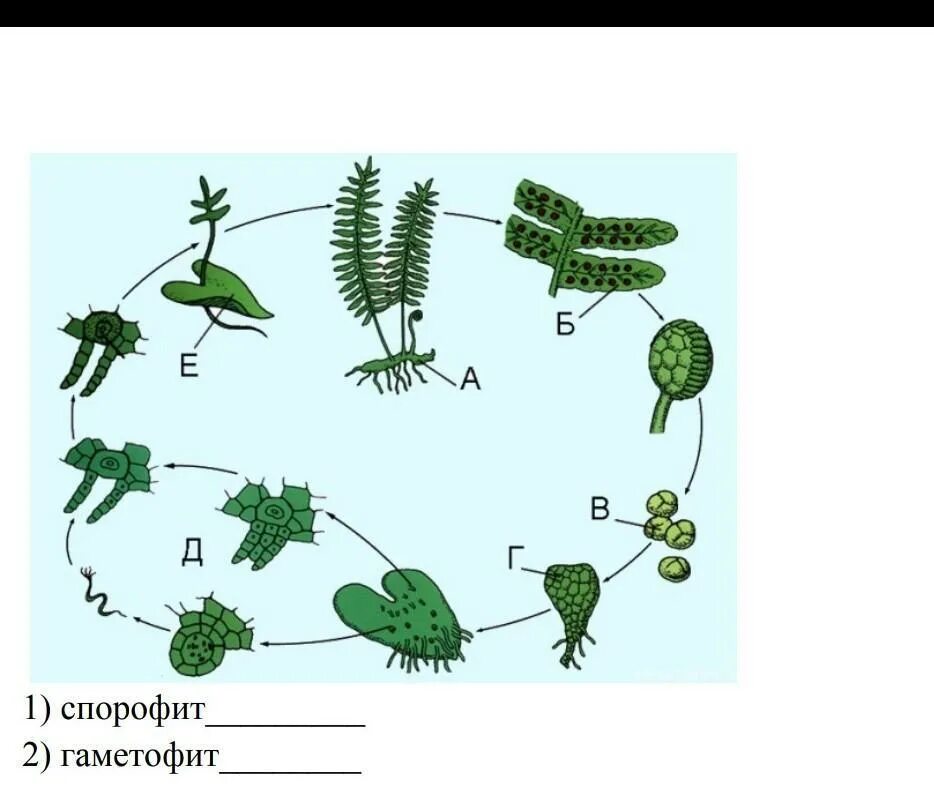 Цикл папоротника спорофит. Цикл развития папоротника. Жизненный цикл папоротника. Цикл развития папоротниковидных. Термин гаметофит