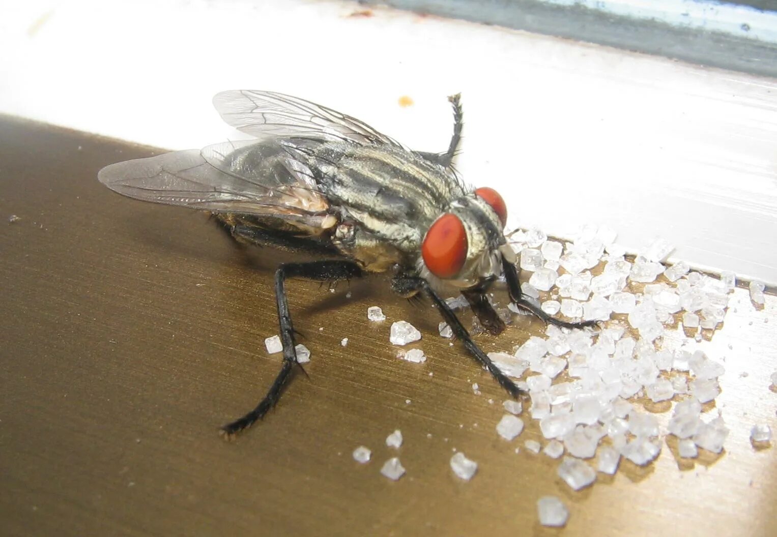 Муха. Домашние мухи. Комнатная Муха. Вид муха домашняя