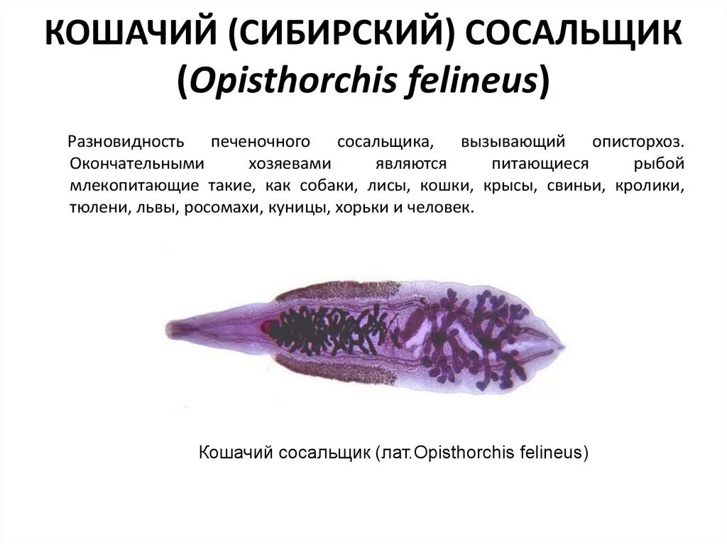 Систематика сосальщиков. Кошачий (Сибирский) сосальщик препарат. Марита Opisthorchis felineus. Кошачий (Сибирский). Opisthorchis felineus. Классификация кошачьего сосальщика.