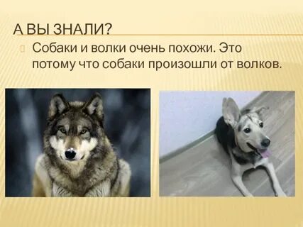 Какие слова есть в слове волк