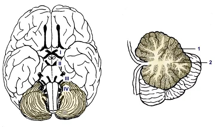 полушария мозжечка являются