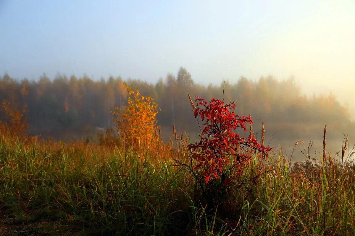 Утро октября картинки. Осеннее утро. Осень раннее утро. Утро осенью. Утро октября.
