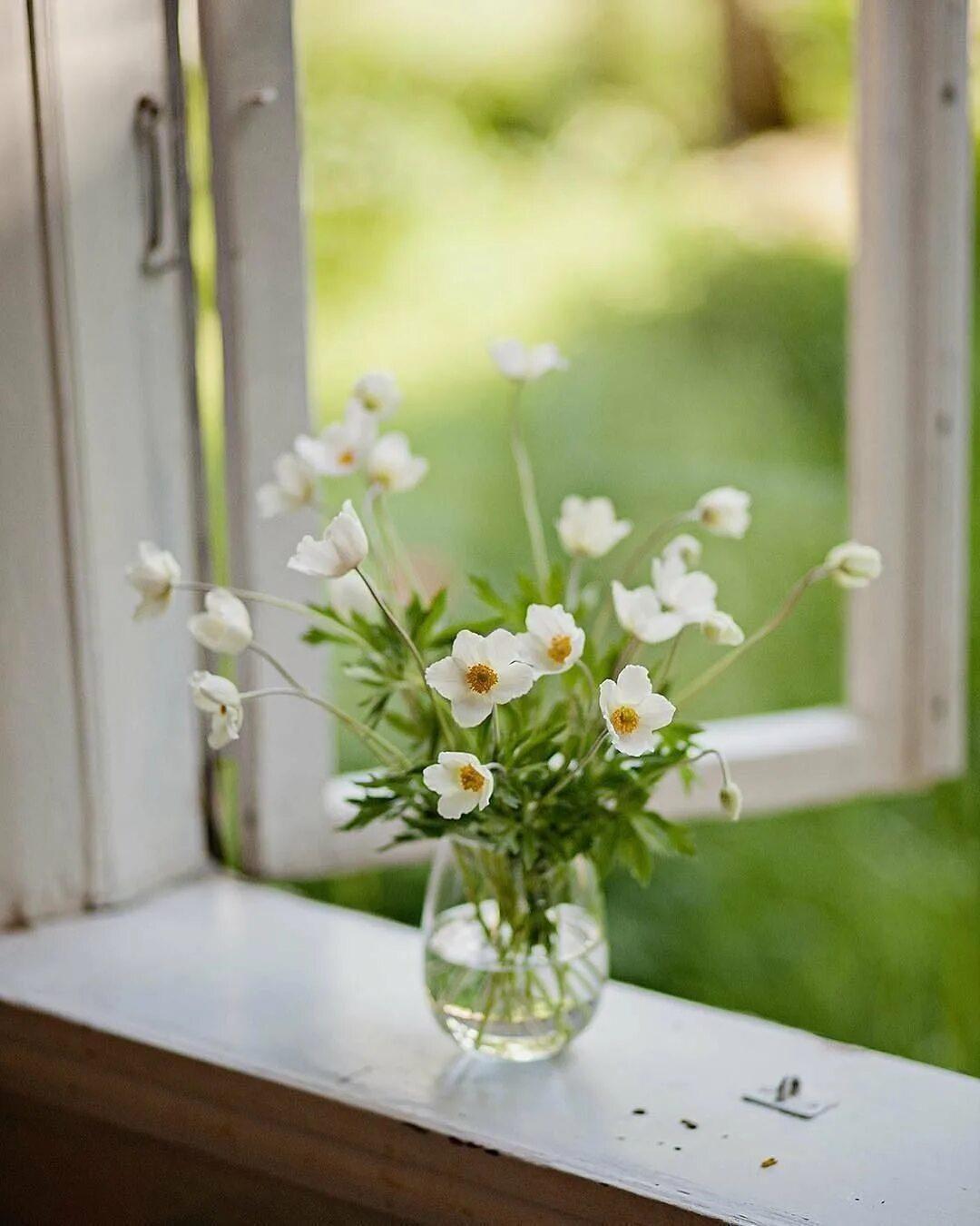 Цветы на окне. Сад в окне. Красивые окна. Александр волков, "окно. Весенние окна.