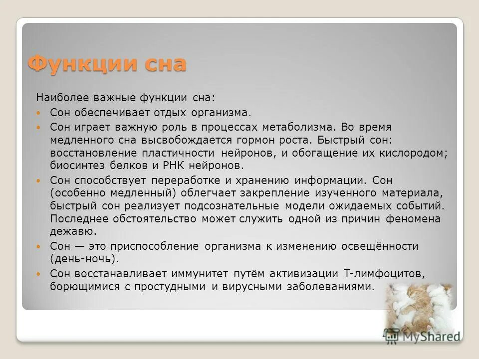 Какие функции сна. Какие функции сна