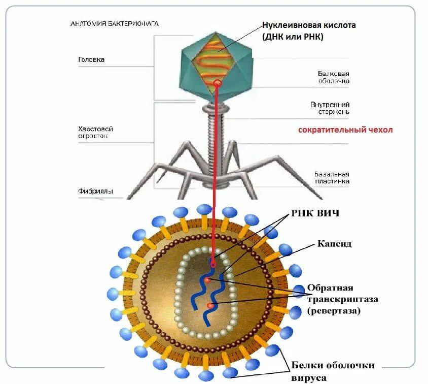 3 строение вируса. Строение вируса ВИЧ инфекции. Строение ВИЧ вируса схема. Схема строения вируса иммунодефицита человека. Строение клетки вируса ВИЧ.