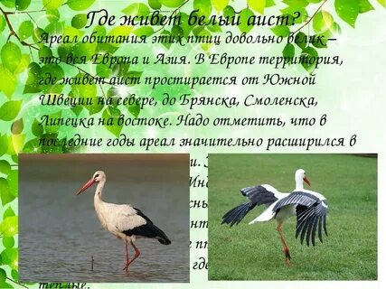 Какие качества аистов по мнению автора