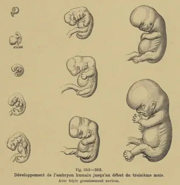 Эмбрион на стадиях беременности. Расвитя эмбриона в утробе. Зародыш эмбрион плод стадии. Эмбрион человека по неделям 1 неделя беременности. 3 на третьем этапе