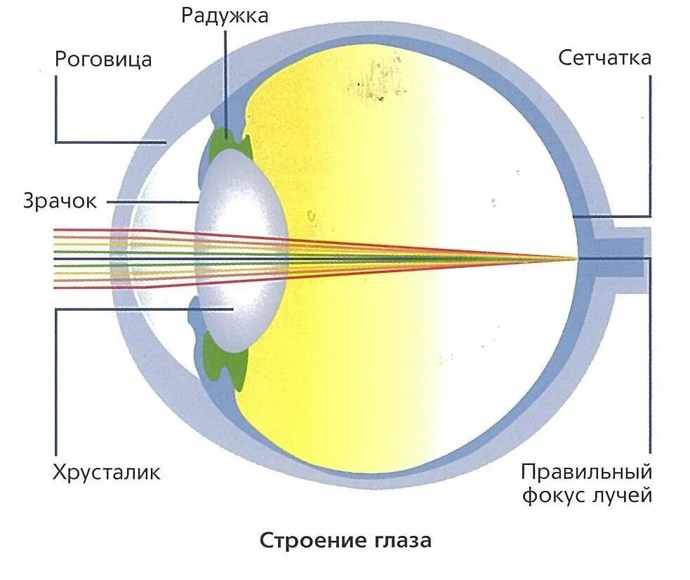 Фокусирование лучей на сетчатке. Фокусирование лучей света на сетчатку. Фокусировка лучей света на сетчатке глаза. Изображение на сетчатке. Фокусировка лучей света на внутренней