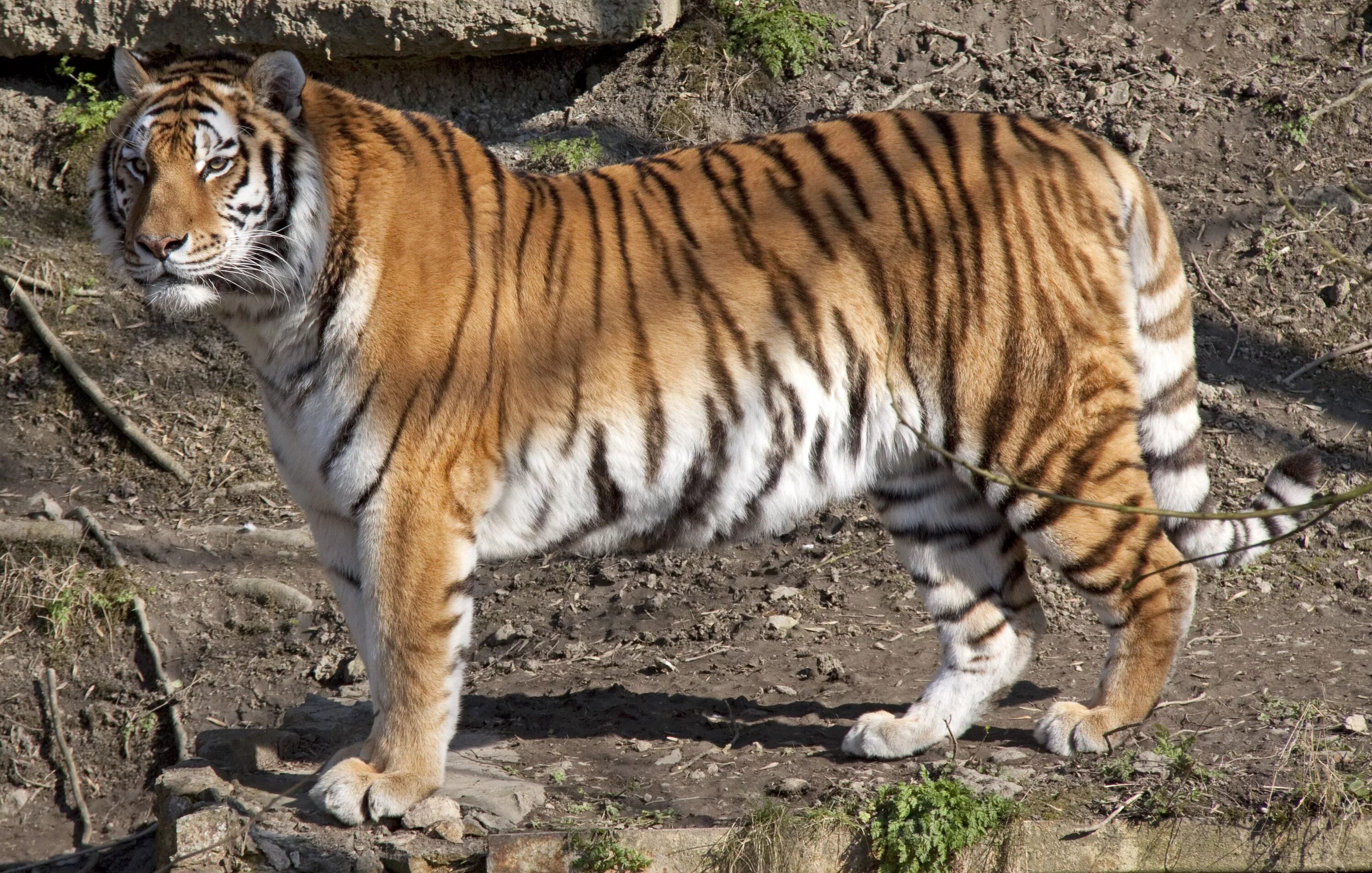 The jangsan tiger. The jangsan tiger. Тигры дерутся. The jangsan tiger. Бенгальский тигр 1959.