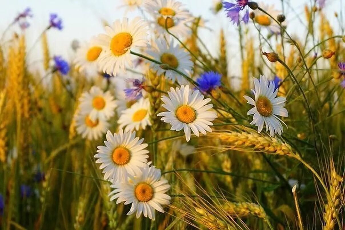 Солнечные нежные цветы. Пусть на поля. Счастье природа. Яркие ромашки солнце. Солнце счастье радость.
