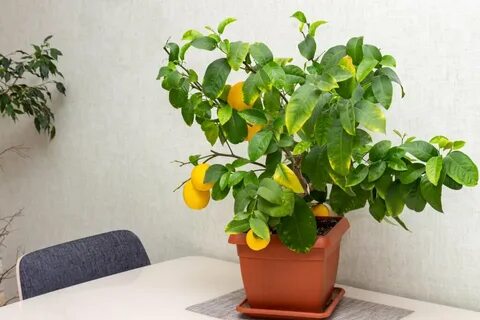 Лимон в горшке из косточки