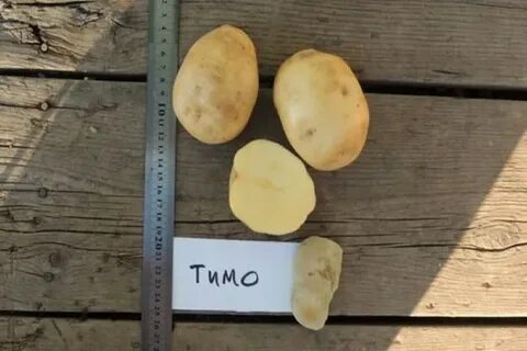Картофель триумф описание сорта отзывы сроки созревания