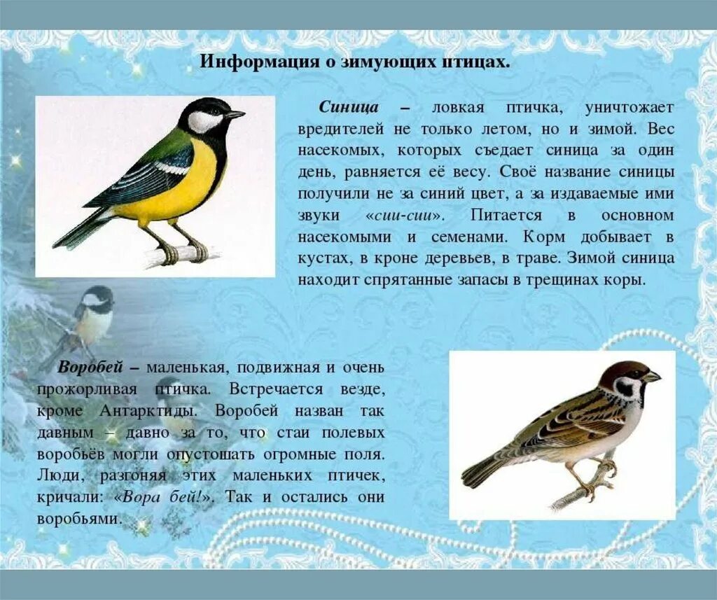 Информация про птиц. Рассказ о зимующих птицах. сведения о зимующих птицах для детей. сообщение о зимующих птицах. доклад про птиц.